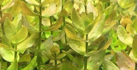 热带水草怎么养护