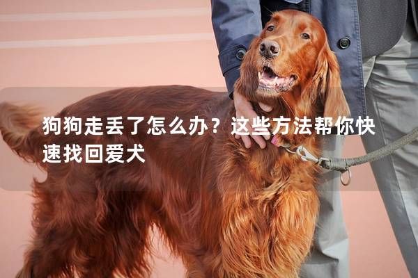 狗狗走丢了怎么办？这些方法帮你快速找回爱犬
