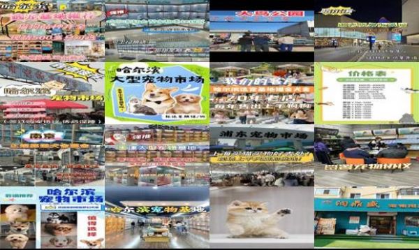 哈尔滨宠物猫市场