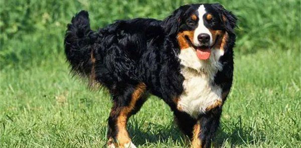 养伯恩山犬需要准备什么
