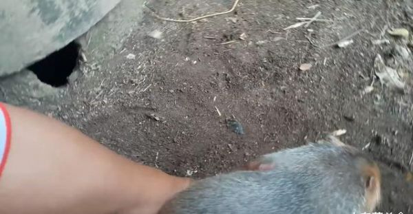 别人爱吃的竹鼠，小伙当宠物养了4只，和狗放一起时，网友笑了