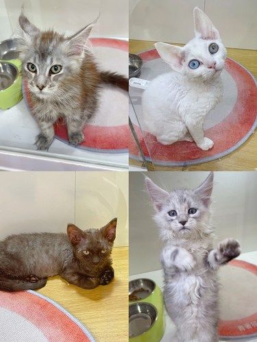 长春居然有专门培育比赛级猫猫的地方