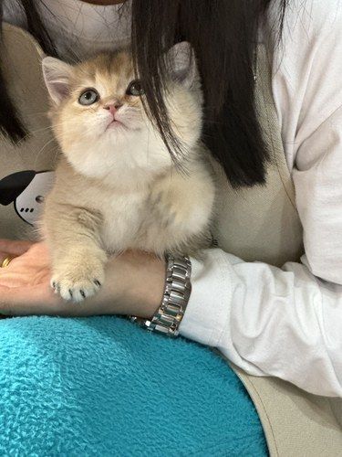 在长春木卡买到了人生小猫！