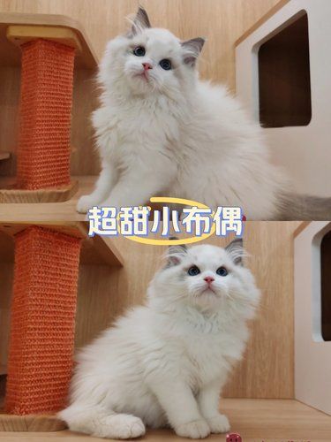 猫中“刘亦菲”甜美温柔又粘人