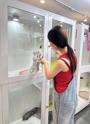 猫咪天地～宠物乐园
