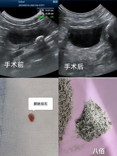 猫咪尿石症
