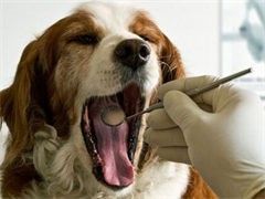 深圳训犬学校-宠爱多训犬学校