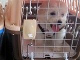 深圳龙岗宠物速递托运-可办理全国托运 宠物托运公司电话