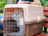 深圳光明新区宠物托运-靠谱的宠物托运公司 宠物托运 宠物托运公司电话