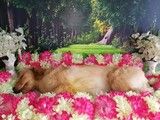深圳龙岗宠物遗体处理 宠物火化电话
