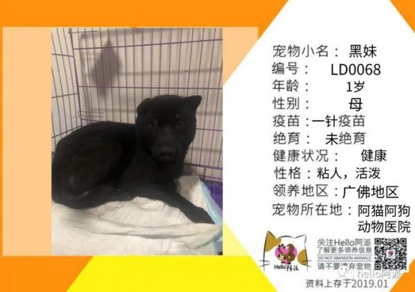 24小时宠物医院常州，请问常州哪有宠物领养的地方？