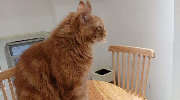 被打了预防针的猫抓了需要打针吗