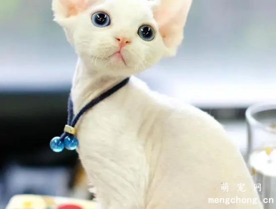 德文卷毛猫呕吐怎么办