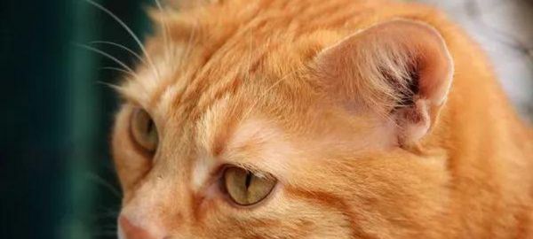 揭秘猫咪耳朵为什么总是很脏（探究猫咪耳朵清洁的重要性）