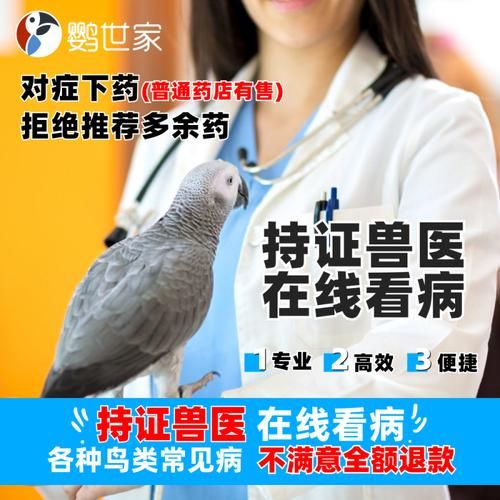 鹦鹉宠物医院在线咨询,鹦鹉兽医咨询电话