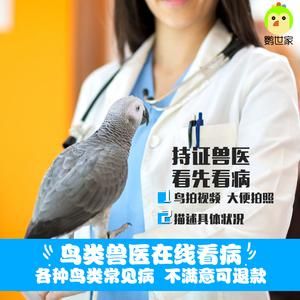 鹦鹉宠物医院在线咨询,鹦鹉兽医咨询电话