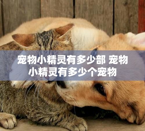 宠物小精灵有多少部 宠物小精灵有多少个宠物