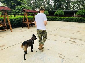成都哪家训犬学校好龙马潭