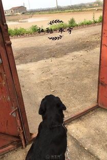 成都训犬师培训学校哪个好