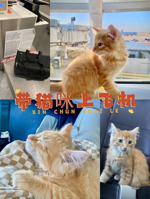 宠物猫可以带上飞机吗?_宠物猫可以带上飞机吗要收费嘛