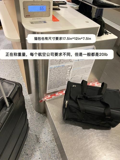 宠物猫可以带上飞机吗?_宠物猫可以带上飞机吗要收费嘛