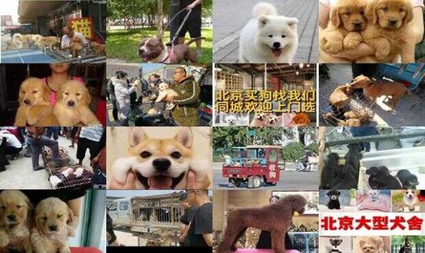 北京长期上门收购各种宠物犬