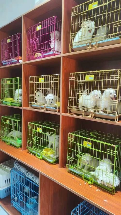 附近有宠物店吗_附近有宠物店吗在哪里