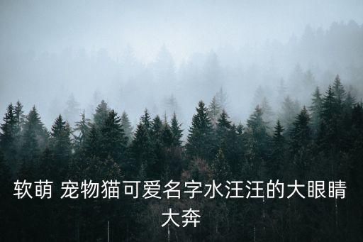 软萌 宠物猫可爱名字水汪汪的大眼睛大奔