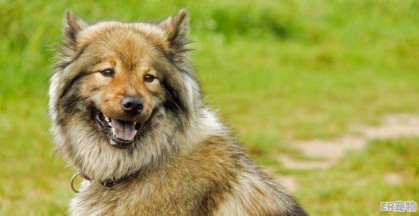 萨摩耶犬钩织方法,简单钩针编织宠物狗