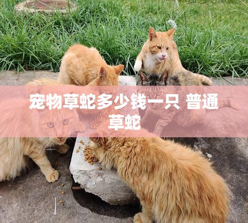 宠物草蛇多少钱一只 普通草蛇