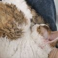 https://p0.meituan.net/userheadpicbackend/3798b2856a46da7bb9dadacabf4b43e9573362.jpg%40120w_120h_1e_1c_1l%7Cwatermark%3D0
