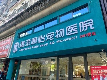 猫咪的体检日常