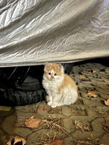 怎么这么可爱的小猫都流浪啊
