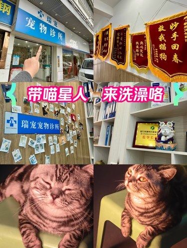 喵星人能有什麼煩惱呢？？？