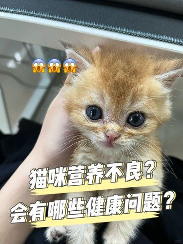 营养不良的猫咪会有哪些健康问题？