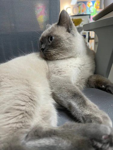 小毛头体验大概是来享受的吧