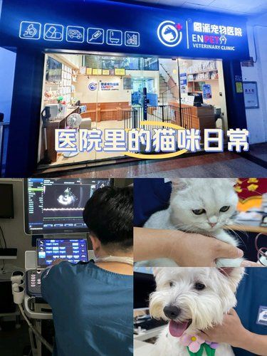 宠物体检日～X射线篇