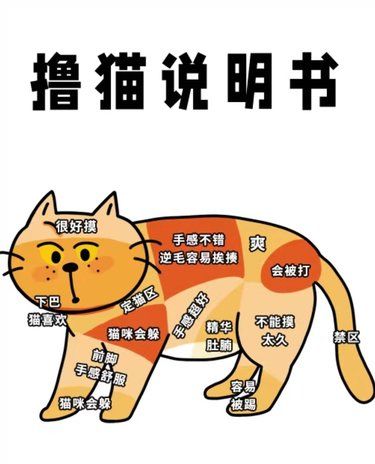 撸猫说明书