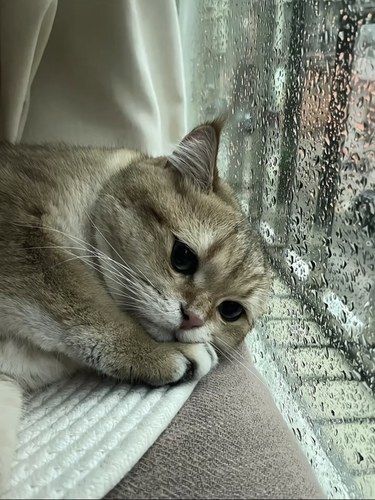 小主人们怎么还不来猫宫找我玩儿呀