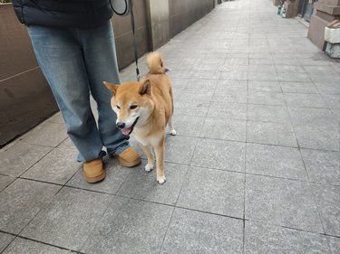 心形尾巴的狗狗日常