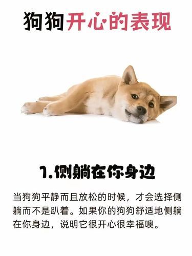 幸福和开心的几个表现，你家狗狗会有吗？