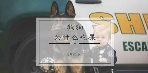 狗子吃屎这是病，得治！