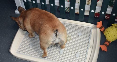狗吃屎问题的解决方法（如何帮助宠物养成良好的习惯）