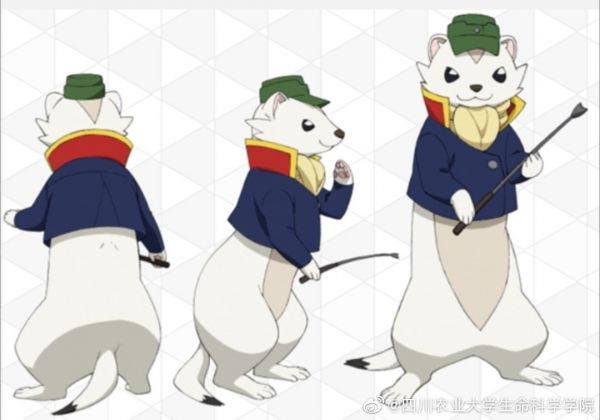 换上冬装的白鼬，尾尖还是黑色。图片：StevenHint