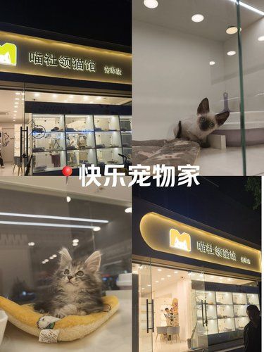 成都玉林，想买猫的和喜欢猫的都有福啦