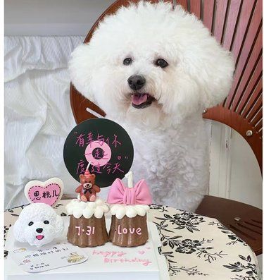 我家狗狗猫咪也吃上了它们的专属生日蛋糕啦