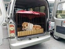 和平宠物猫托运 宠物托运-靠谱的宠物托运公司