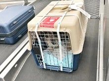 沈北新区信鸽托运 宠物速递托运-可办理全国托运