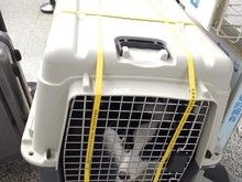 沈阳专业宠物托运 上门接宠物 安全便捷 宠物速递托运-可办理全国托运