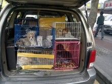 新民宠物狗托运 宠物狗托运至全国各地